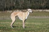 WHIPPET 368